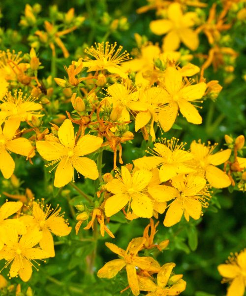 Does St. John’s wort really increase serotonin?
