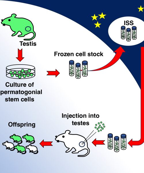 Earth welcomes baby mice from space