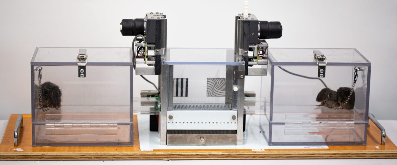 Love hormone could be key to friendship