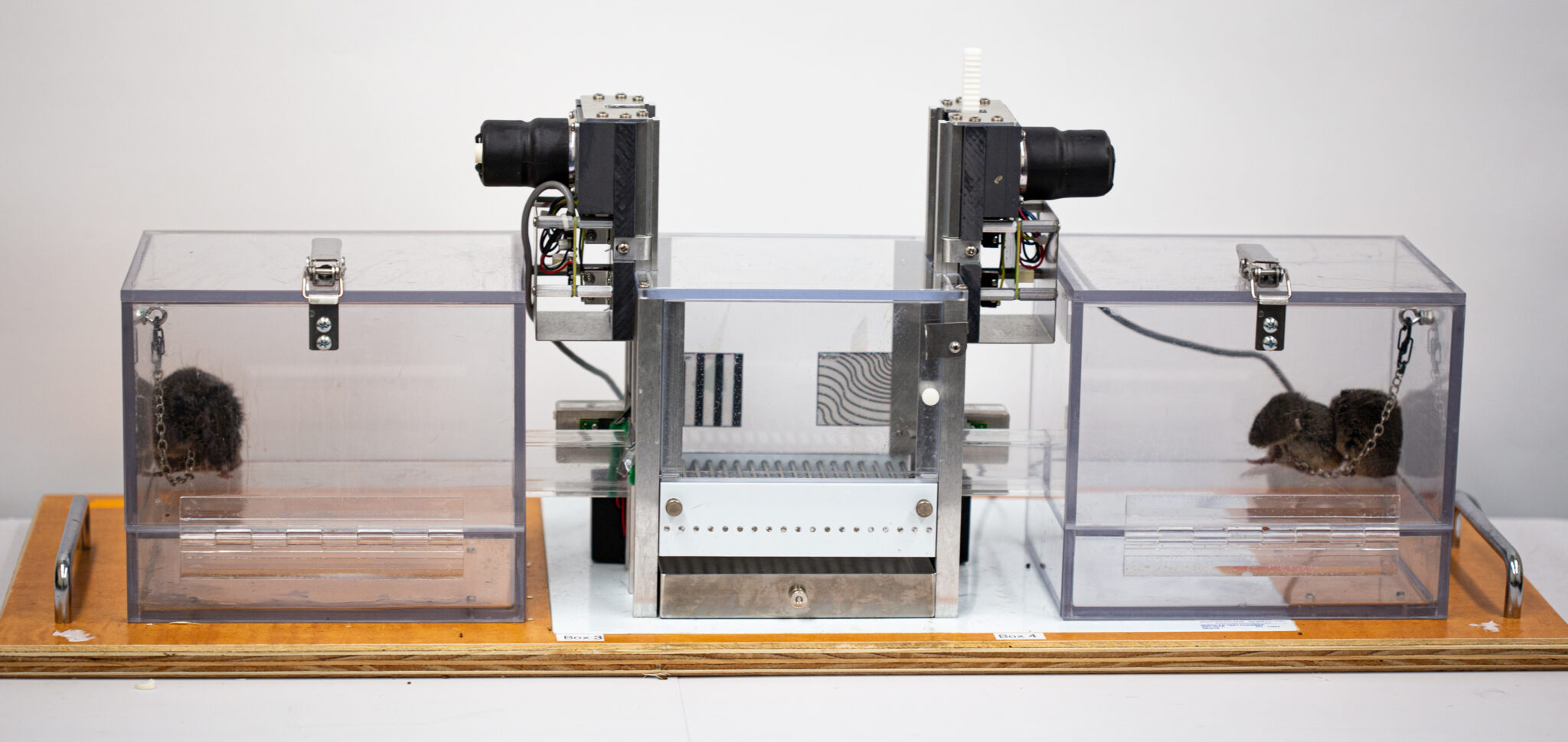 two small rodents are in separate clear chambers with levers