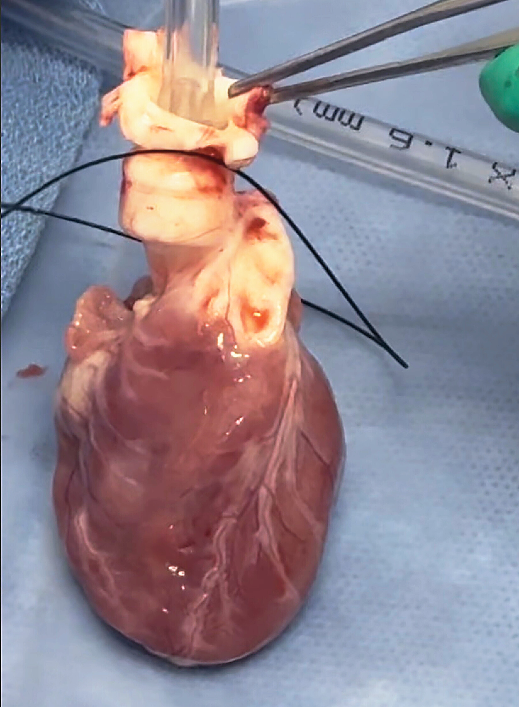 a small heart