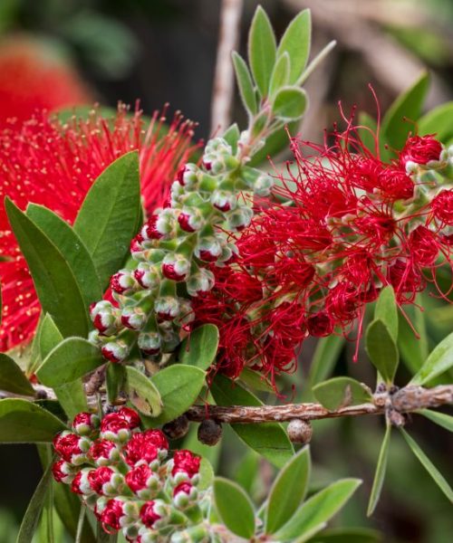 This drug can turn your blood into mosquito poison