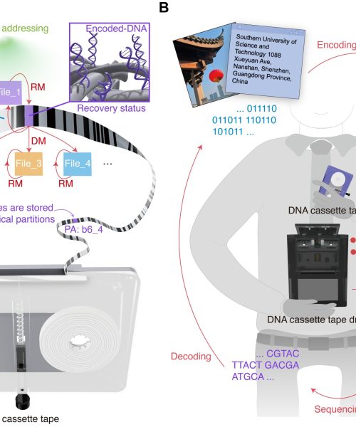 A single DNA cassette tape could store billions of photos
