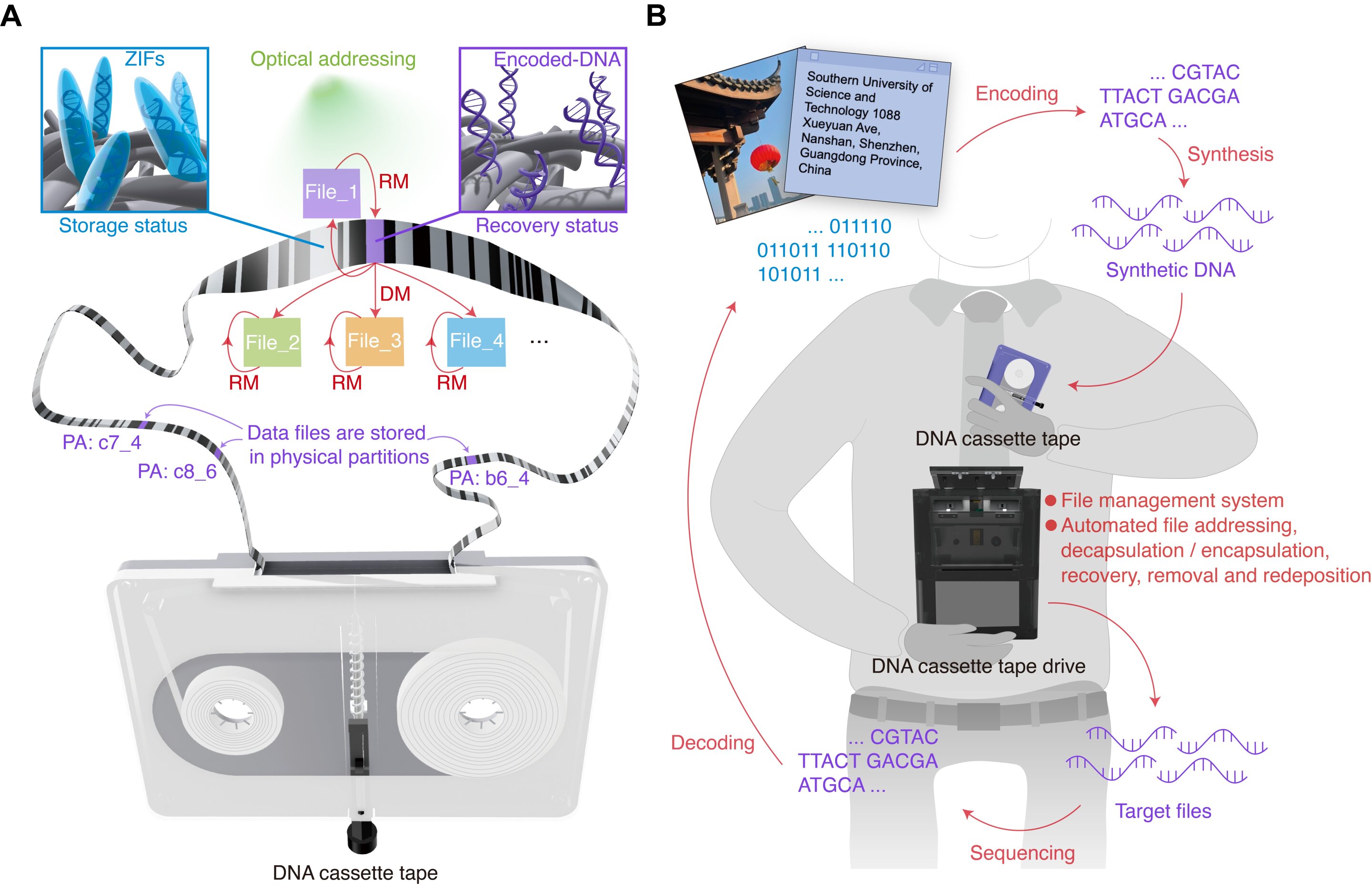 A schematic of the DNA cassette tape and a DNA cassette tape drive. (A) Using barcode patterns for optical file addressing and thereby creating physical partitions on DNA tape. Each physical partition has a unique address and supports the DMRM function. The ZIFs layer protects the encoded DNA and can be quickly generated and removed before and after DNA recovery. (B) DNA cassette tape drive with completely automatic operation and file management system is used with DNA tape.