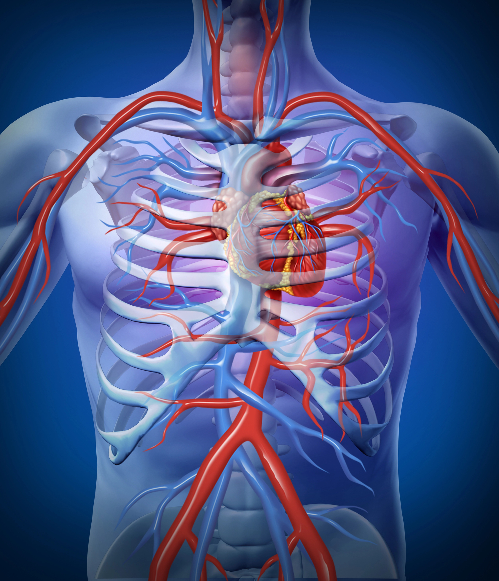 A diagram of a human chest with the blood vessels outlined in blue and red, a red heart, and white, see-through ribs.
