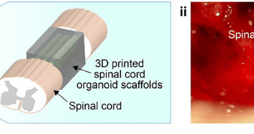Researchers successfully heal rats’ broken spines