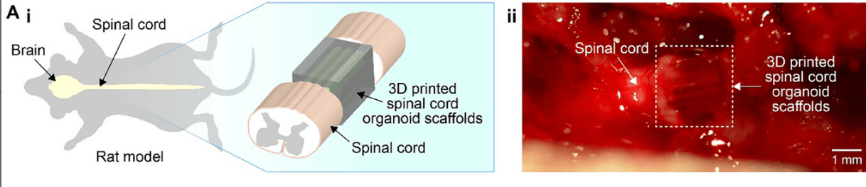mouse diagram