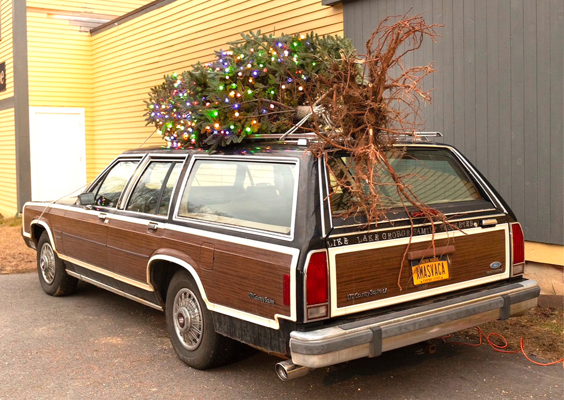 a station wagon with a large evergreen tree on the roof