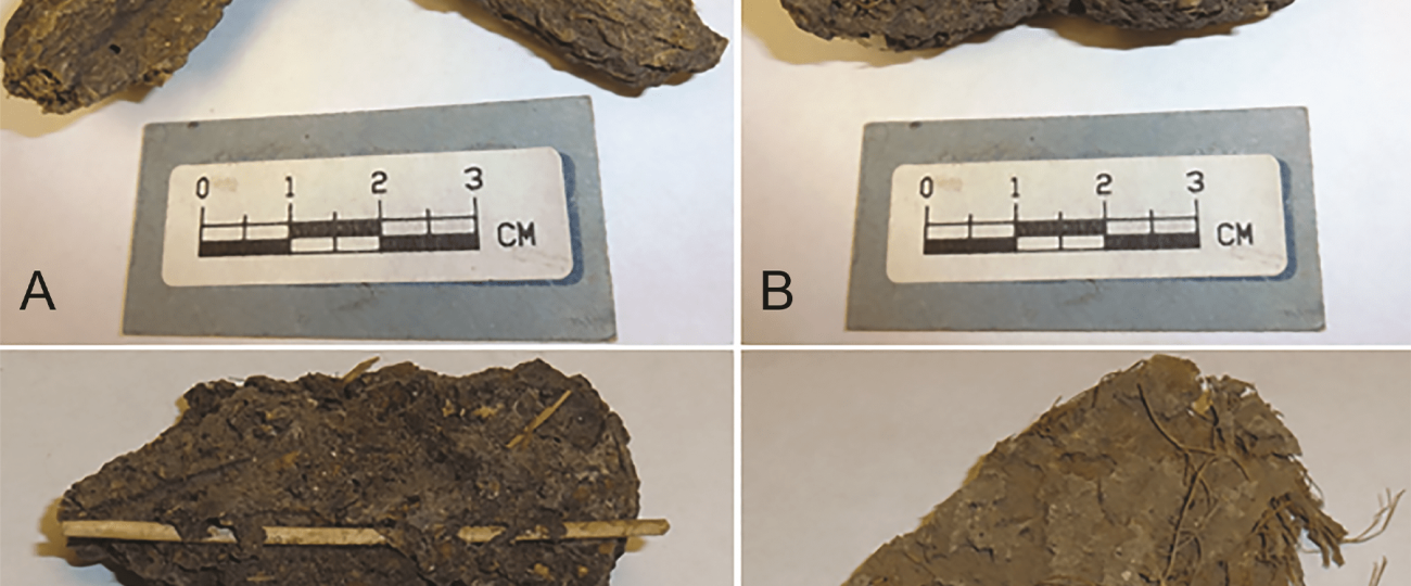 Ancient poop from Mexico’s ‘Cave of the Dead Children’ teems with parasites