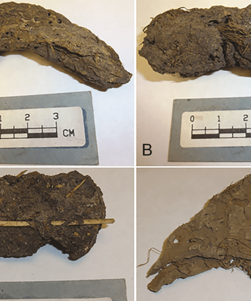 Ancient poop from Mexicoâs âCave of the Dead Childrenâ teems with parasites
