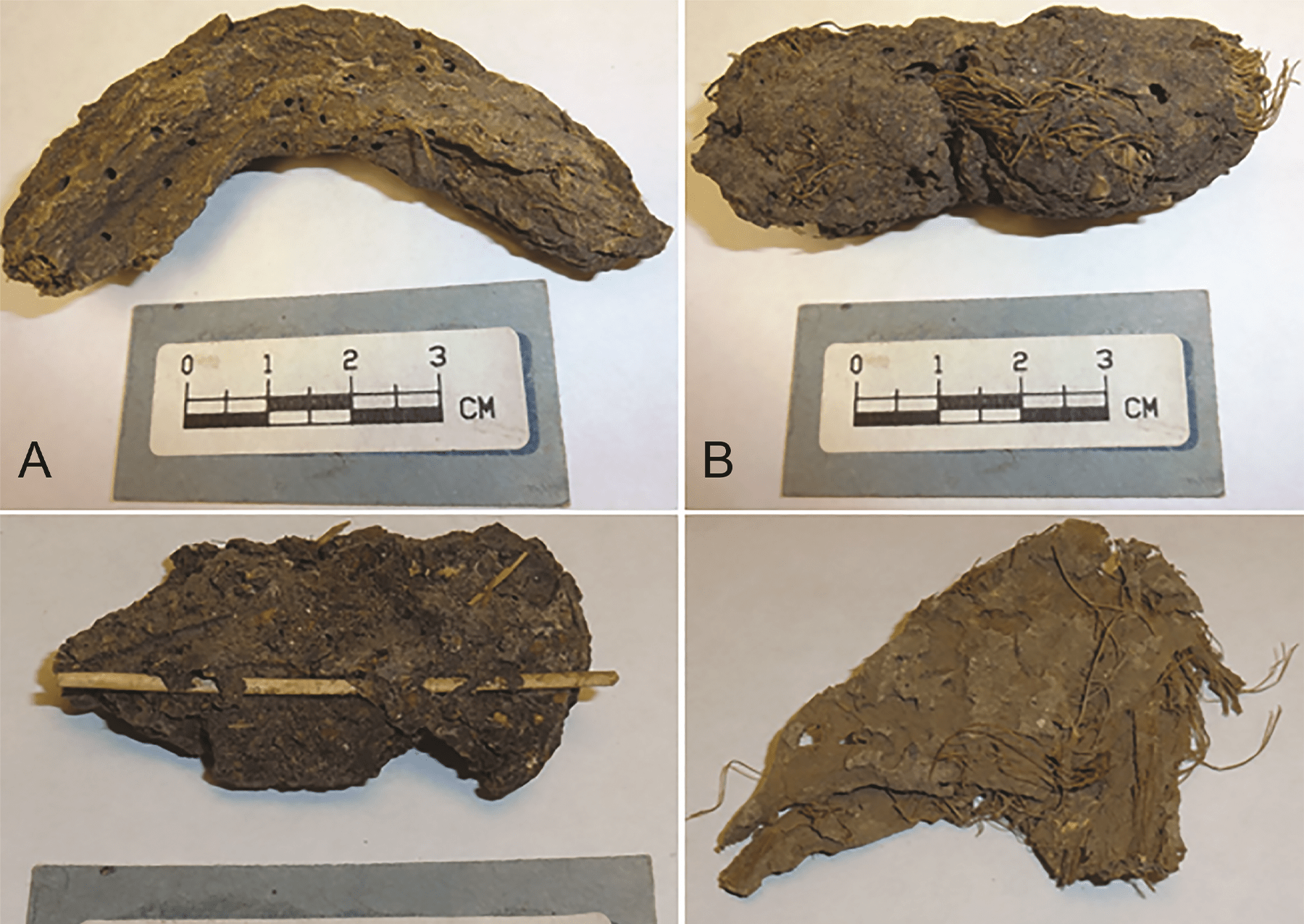 Desiccated fecal material