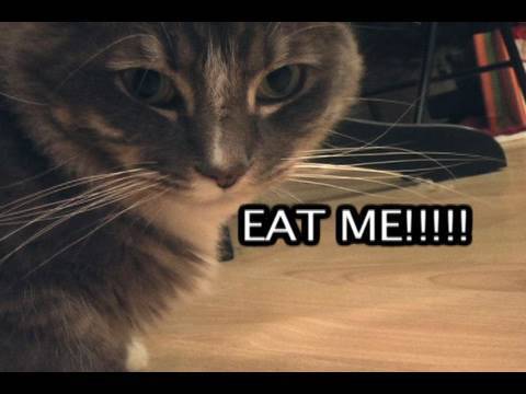 Cats love to massacre bugs, and scientists have the videos to prove it