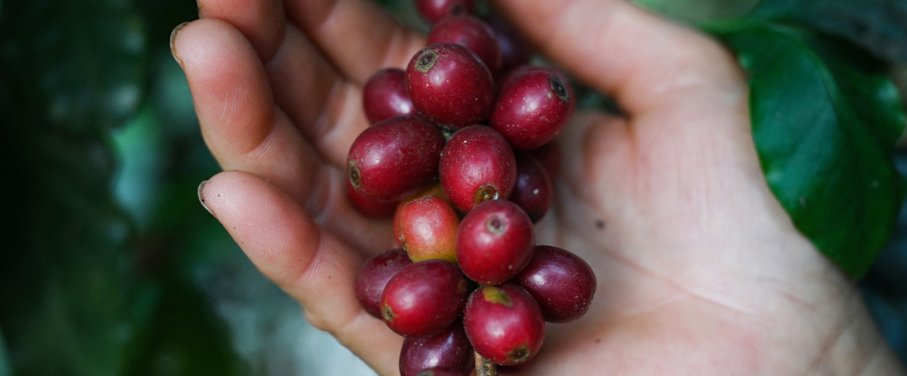 Coffee’s delicious journey from tiny bean to tasty brew