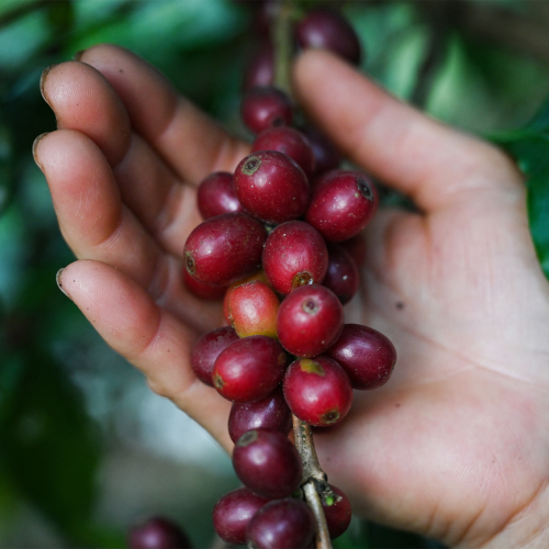 Coffee’s delicious journey from tiny bean to tasty brew