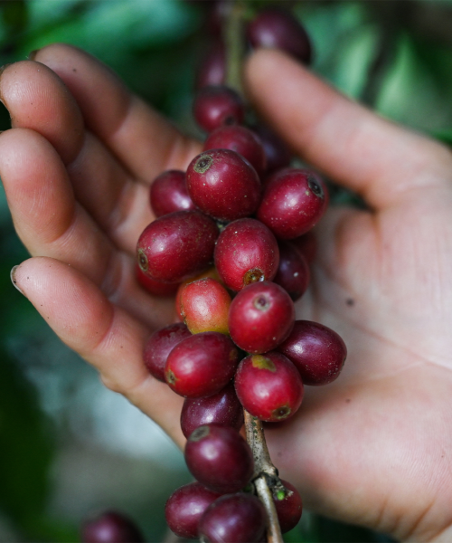 Coffee’s delicious journey from tiny bean to tasty brew