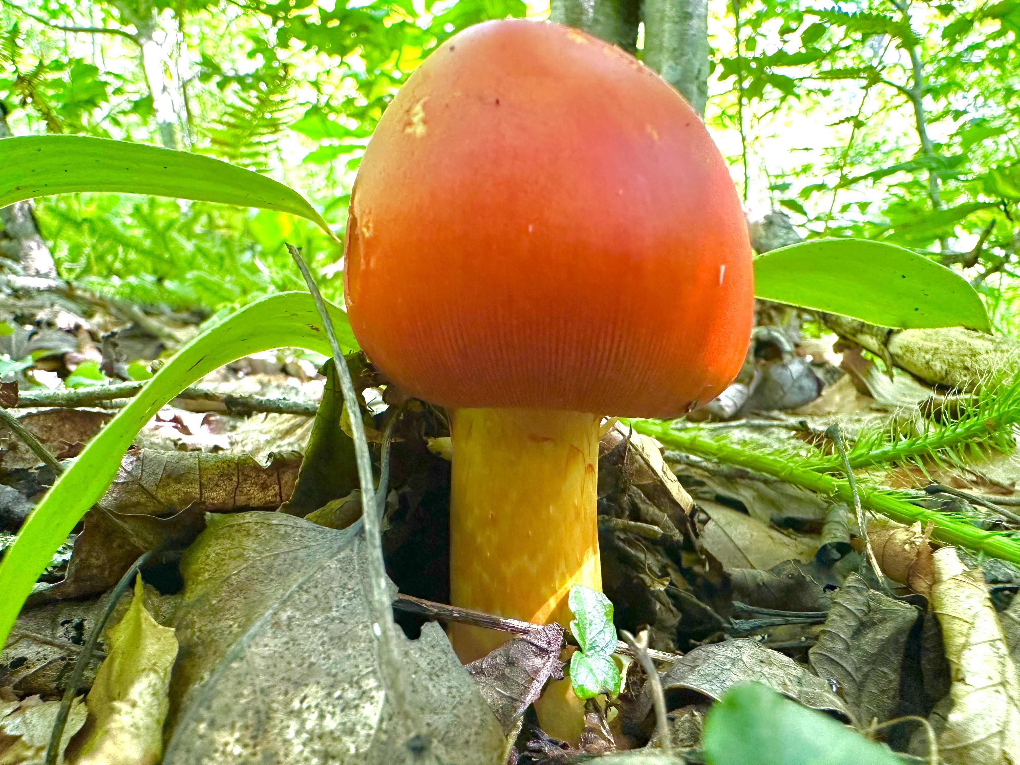 Amanita jacksonii (Jackson’s Slender Caesar Mushroom) is widespread in eastern North America and central America. This edible Mario Mushroom look-a-like can be differentiated by its lack of cap warts among other features though can be easily misidentified.