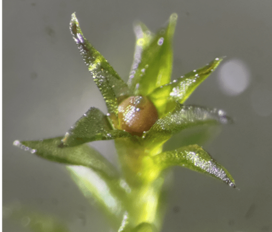 A reddish-brown sporophyte can be seen at the top center of a leafy gametophore. This capsule contains numerous spores inside. Mature sporophytes like these were individually collected and used as samples for the space exposure experiment conducted on the exposure facility of the International Space Station.
