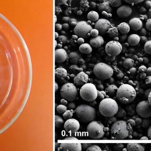 Reptile ‘pee crystals’ might help treat kidney stones and gout