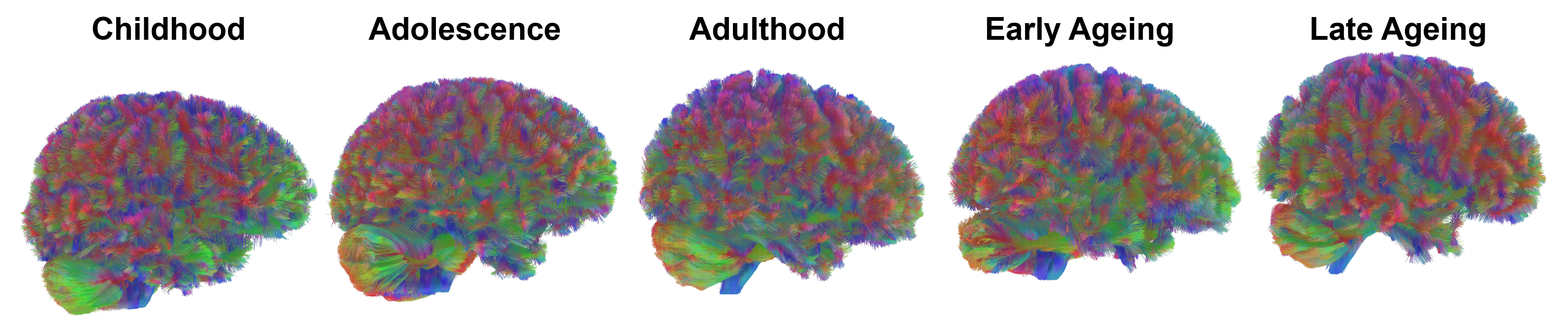 All Eras: representative MRI tractography images of all eras of the human brain. 