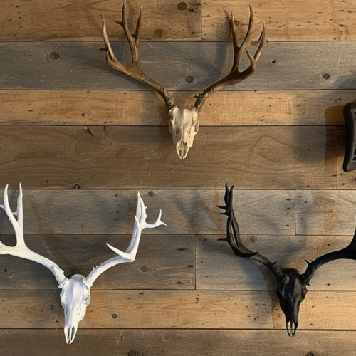 3D printed skulls make mounting antlers less of a bloody mess