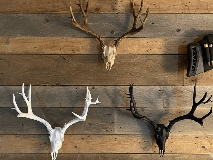 3D printed skulls make mounting antlers less of a bloody mess