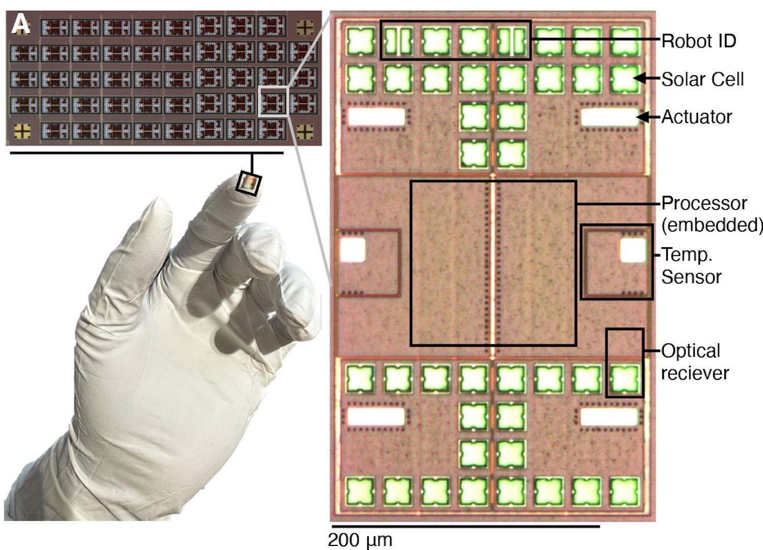 The microbots are produced in a sheet (top left) roughly the area of a fingertip (bottom left). Each bot contains solar cells for harvesting energy, some of which also double as optical receivers, a temperature sensor on each side of the microbot for detecting differences, a processor for taking in information and making decisions, four actuator panels that drive its motion. Four of the receivers allow the robot to identify whether an incoming program is addressed to it. Credit: Maya Lassiter / University of Pennsylvania