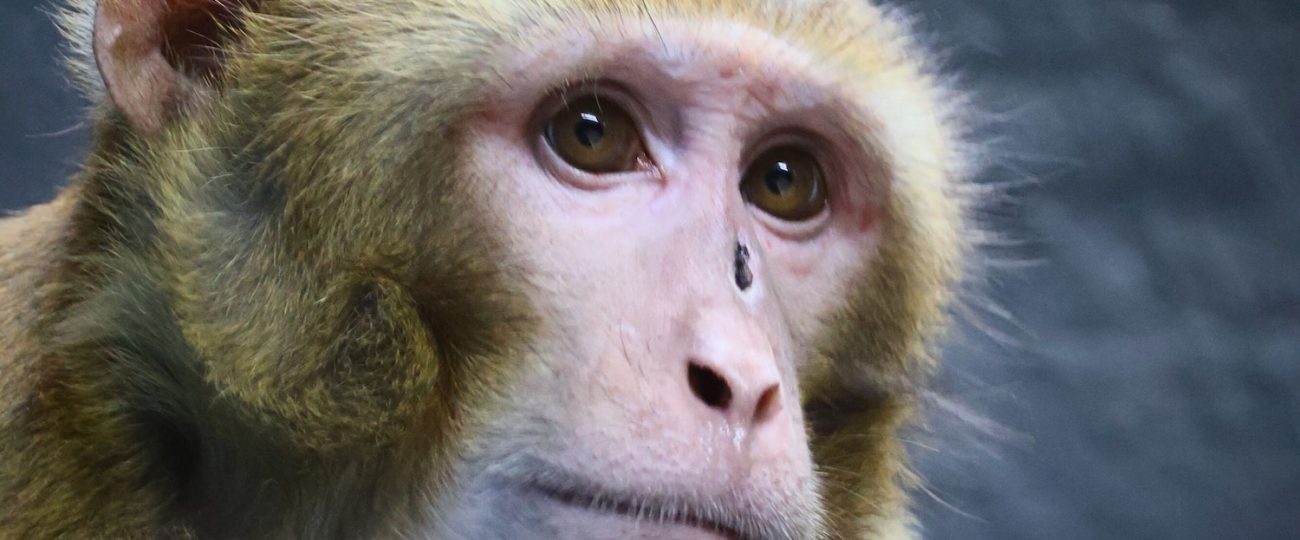 Escaped lab monkey finds new home at New Jersey animal sanctuary