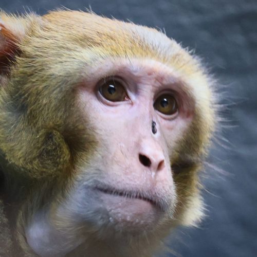 Escaped lab monkey finds new home at New Jersey animal sanctuary
