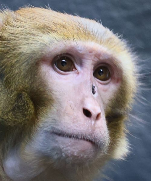 Escaped lab monkey finds new home at New Jersey animal sanctuary