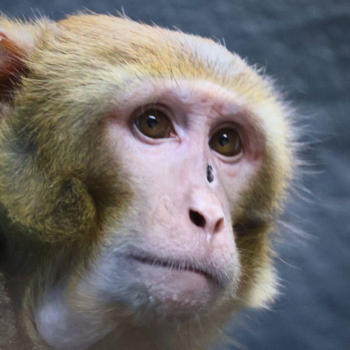 Escaped lab monkey finds new home at New Jersey animal sanctuary