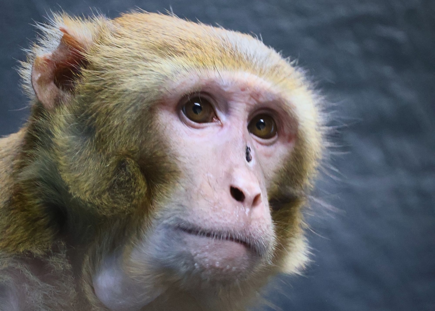 Close up of young rhesus monkey with small cut on bridge of his nose