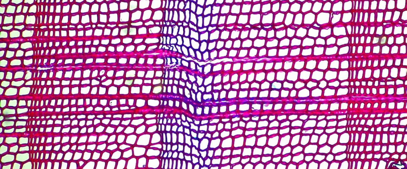 Medieval volcanoes may have ignited the Black Death