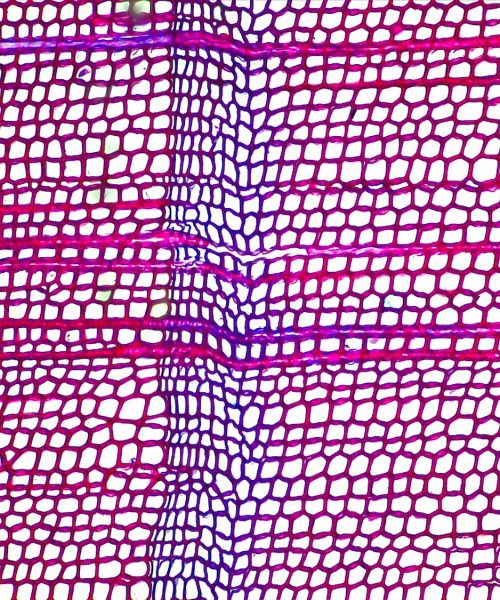 Medieval volcanoes may have ignited the Black Death