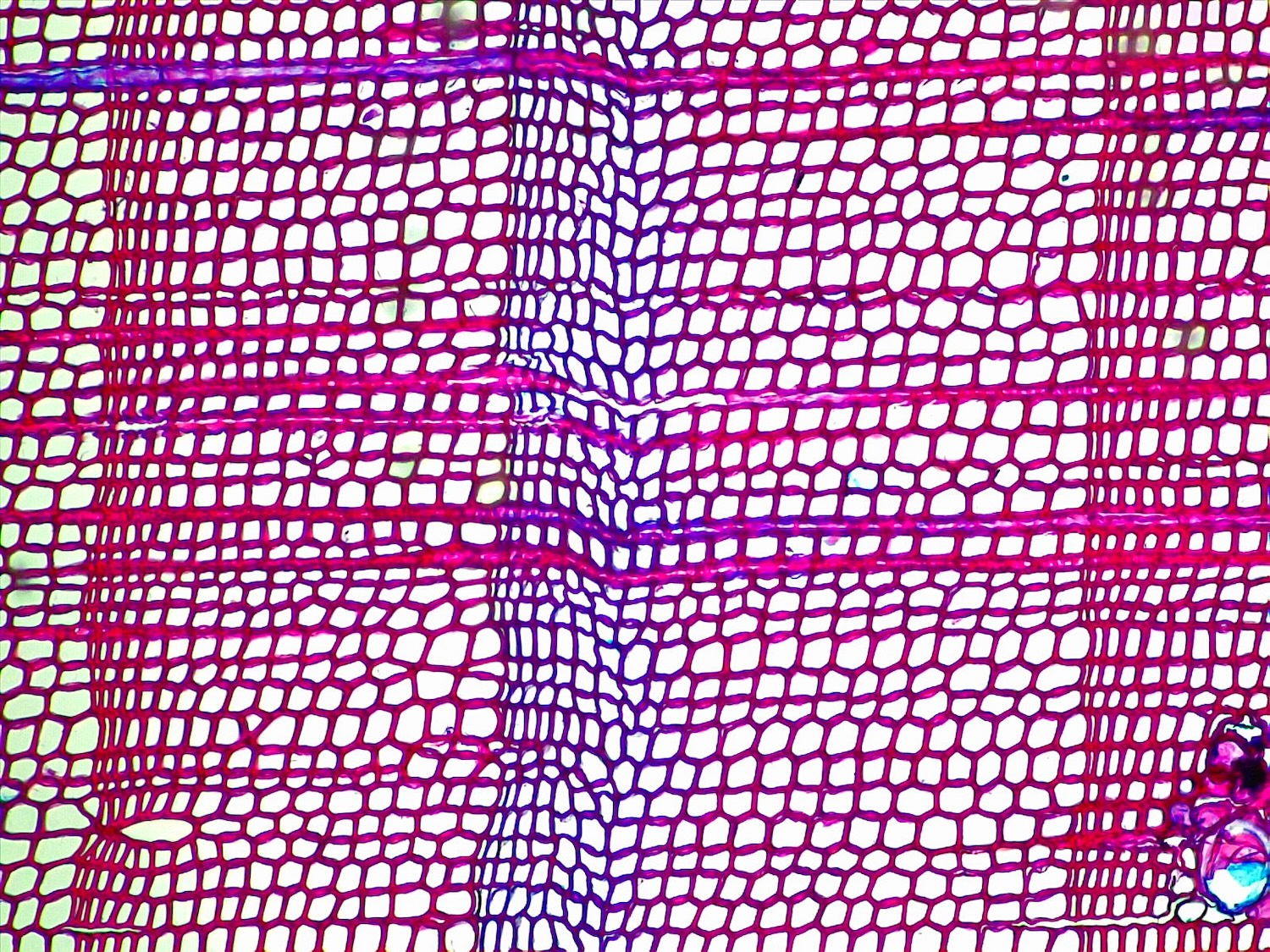 Close-up of tree ring samples taken from the Pyrenees, showing ‘blue rings.' Credit: Ulf Büntgen