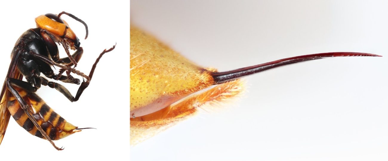 Pond frogs devour murder hornets, stinger and all