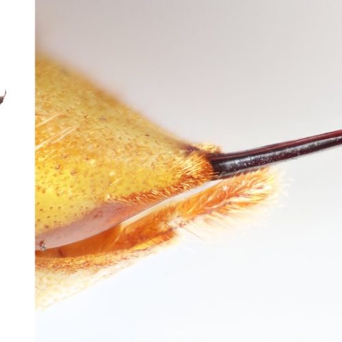 Pond frogs devour murder hornets, stinger and all