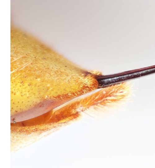 Pond frogs devour murder hornets, stinger and all