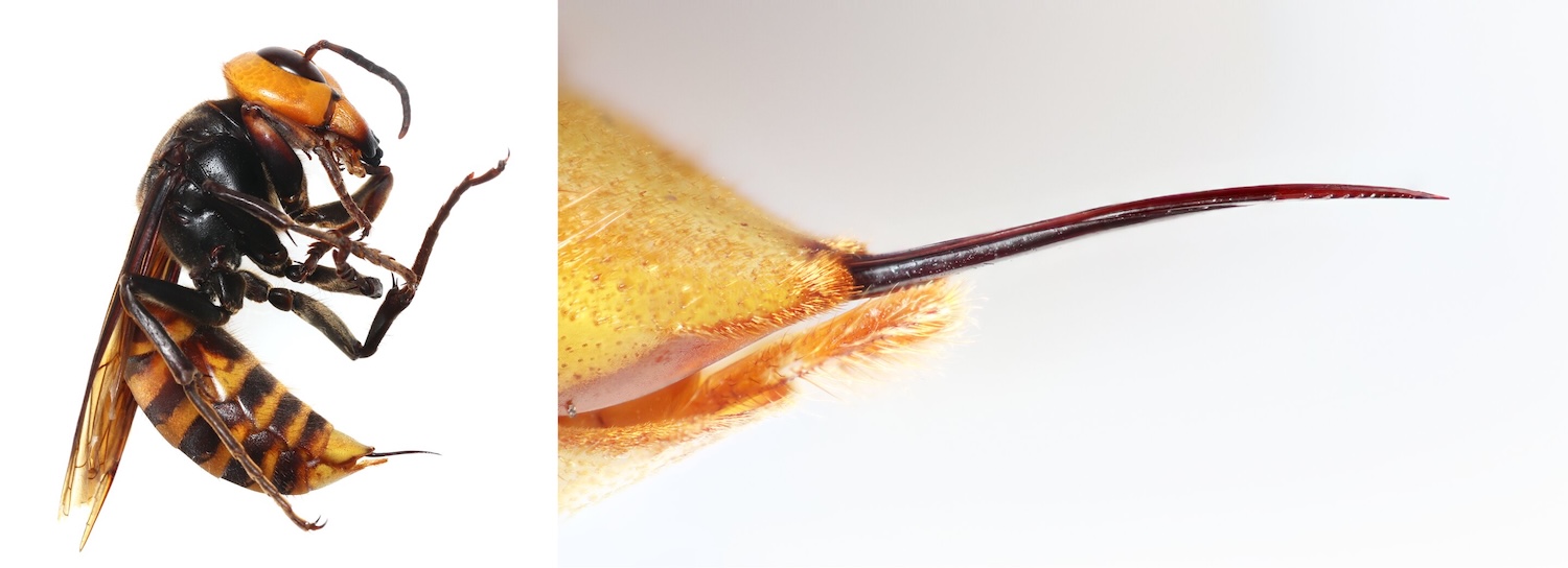 Image of northern giant hornet next to close up of its stinger