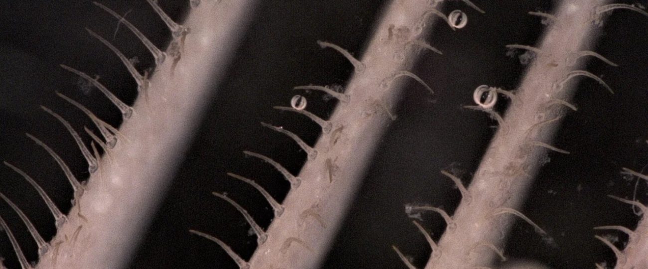 Sardine-inspired washing machine filter removes 99% of microplastics