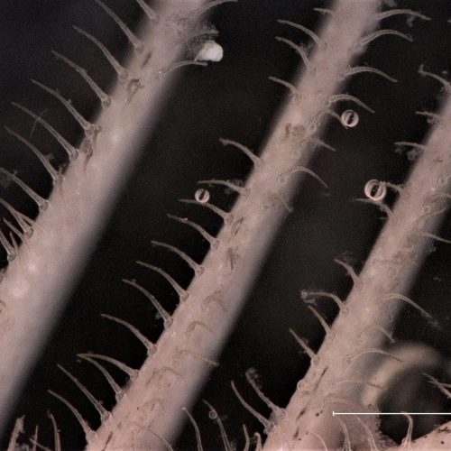 Sardine-inspired washing machine filter removes 99% of microplastics