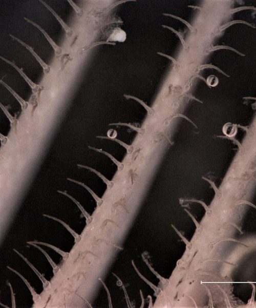 Sardine-inspired washing machine filter removes 99% of microplastics