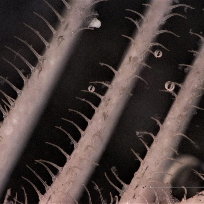 Sardine-inspired washing machine filter removes 99% of microplastics