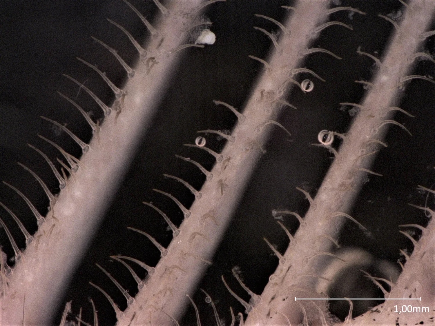 Close up of gill filters with denticle barbs