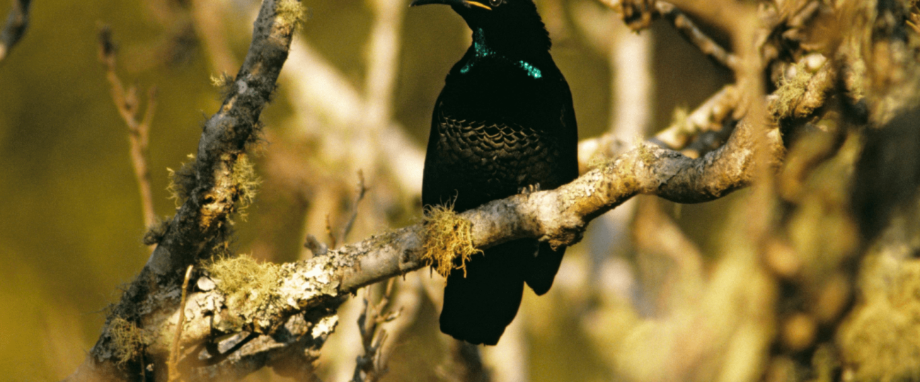 The darkest fabric ever made is now a dress