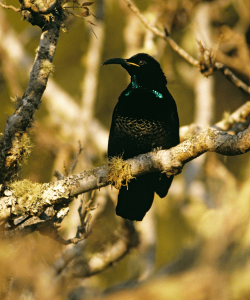 The darkest fabric ever made is now a dress