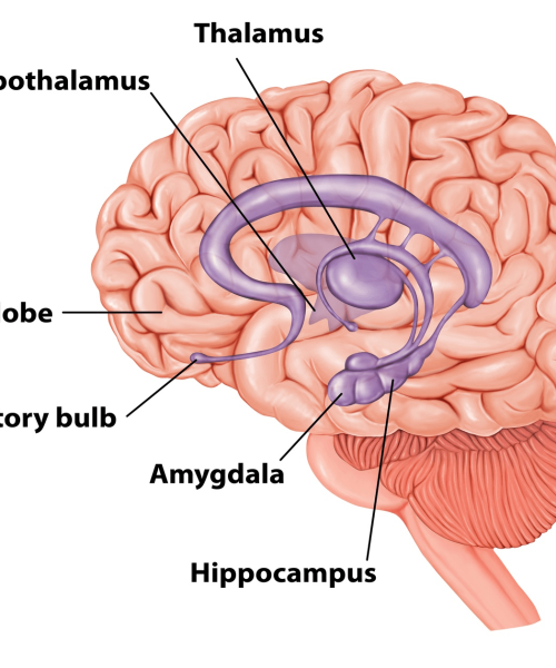 What happens to your body during a panic attack?