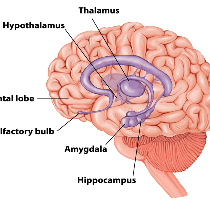 What happens to your body during a panic attack?