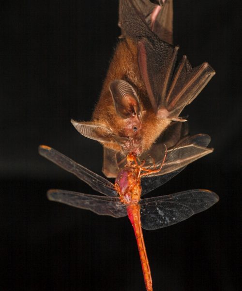 A robot bat sheds new light how they hunt in darkness
