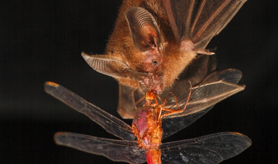 A robot bat sheds new light how they hunt in darkness