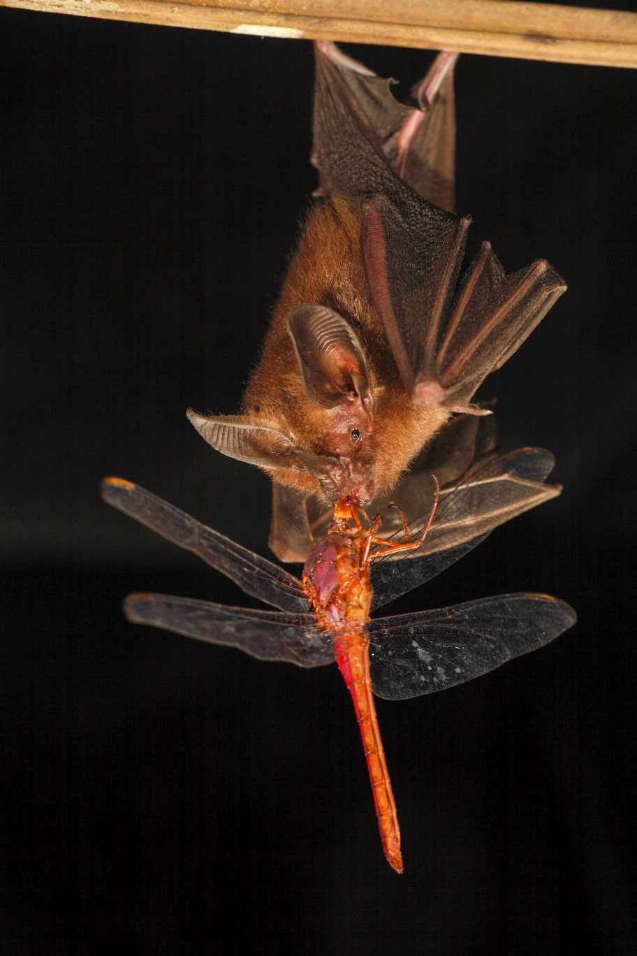 a bat eating a dragonfly